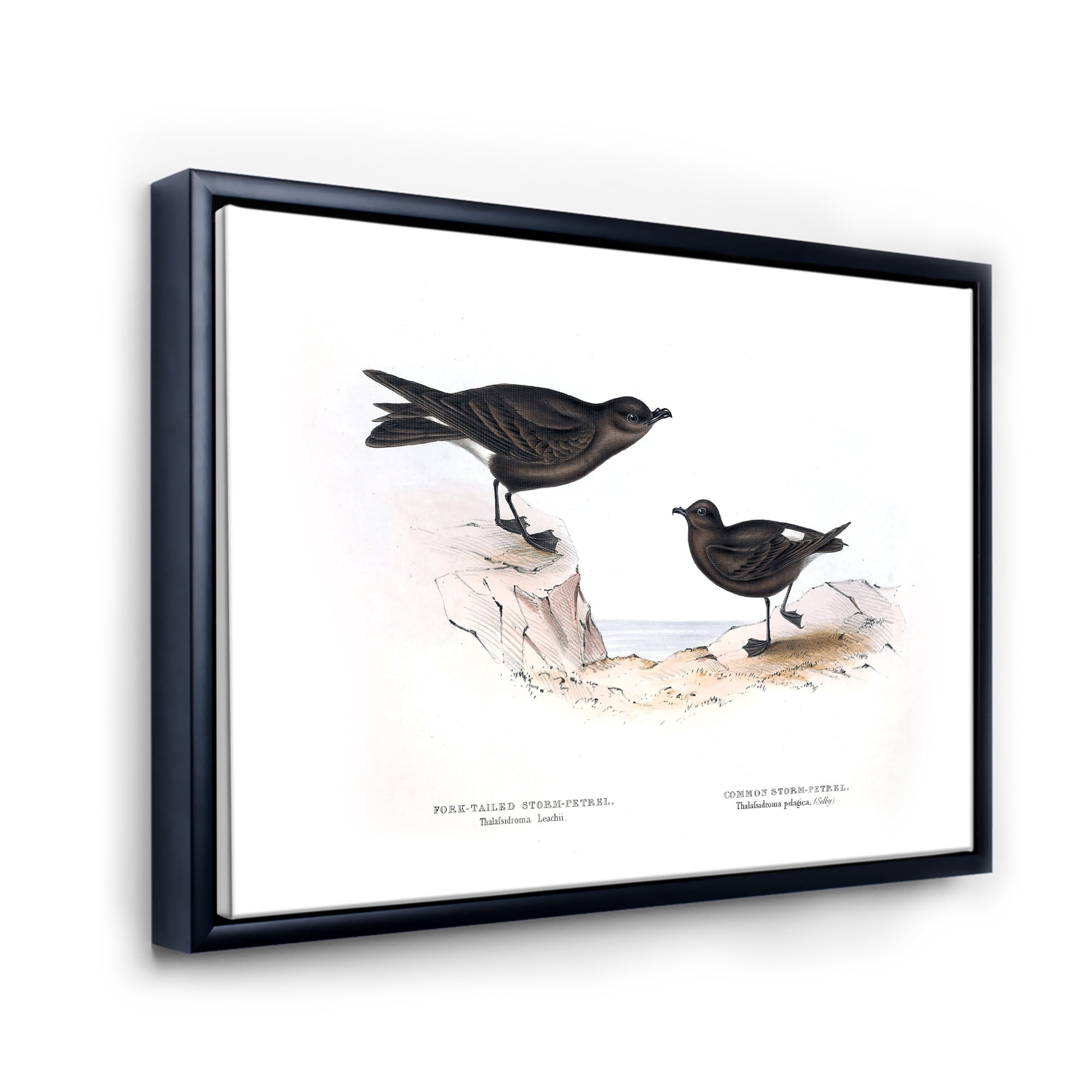 Ancient Bird Of Europe III 32 in x 16 in Framed Painting Canvas Art Print, by Designart