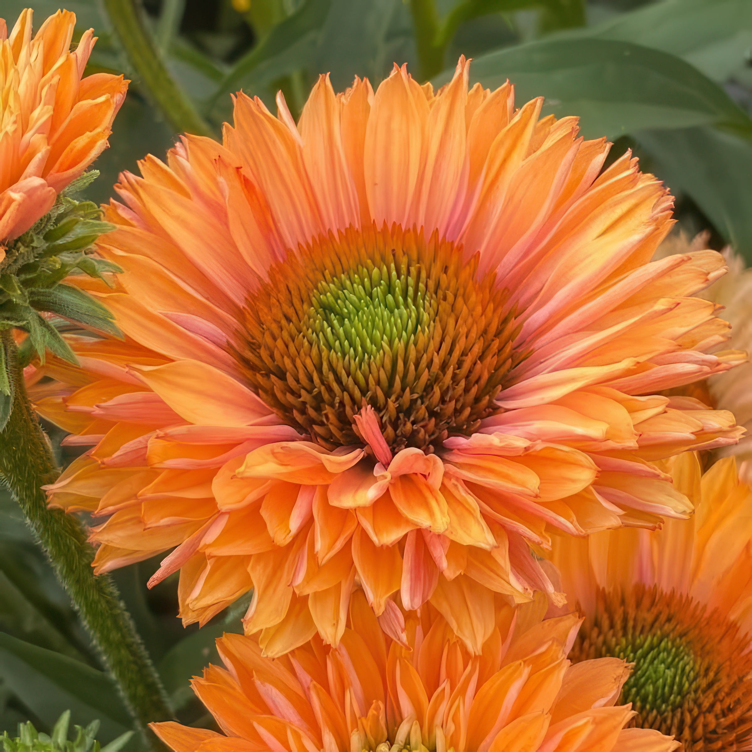 National Plant Network 3.25 in. Echinacea SunSeekers Pumpkin Pie Live Perennial Plant with Orange Flowers (3-Pack)