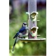 thumbnail image 5 of Wagner's 62012 Southern Regional Blend Wild Bird Food, 20-Pound Bag, 5 of 5