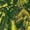 36, variant on Yellow Palm Tree Pattern Short Sleeve Men'S Rompers, Tropical Floral Hawaiian Casual Summer Jumpsuits Outfit