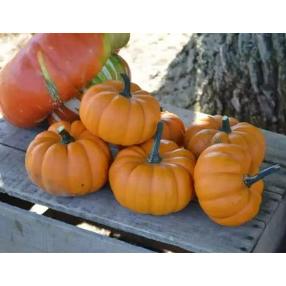 10 Orangita Pumpkin Seeds for Planting - Small Orange Pumpkins - Excellent for Decor - Non GMO Garden Seeds