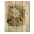 thumbnail image 3 of Designart 'Ancient Bird Life VII' Traditional Print on Natural Pine Wood, 3 of 5