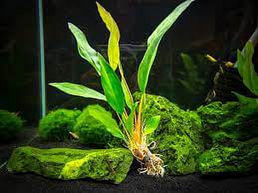 Anubias Frazeri (Medium (3-5 Inches)) Live Aquarium Plants BUY2 GET1 FREE 
