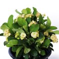 thumbnail image 4 of American Plant Exchange Crown of Thorns in 6" Pot, Yellow Flowers Year Round, Salt & Drought Tolerant Succulent, Easy to Care Flowering Landscape Shrub, Container Garden and Indoor Plant, 4 of 5