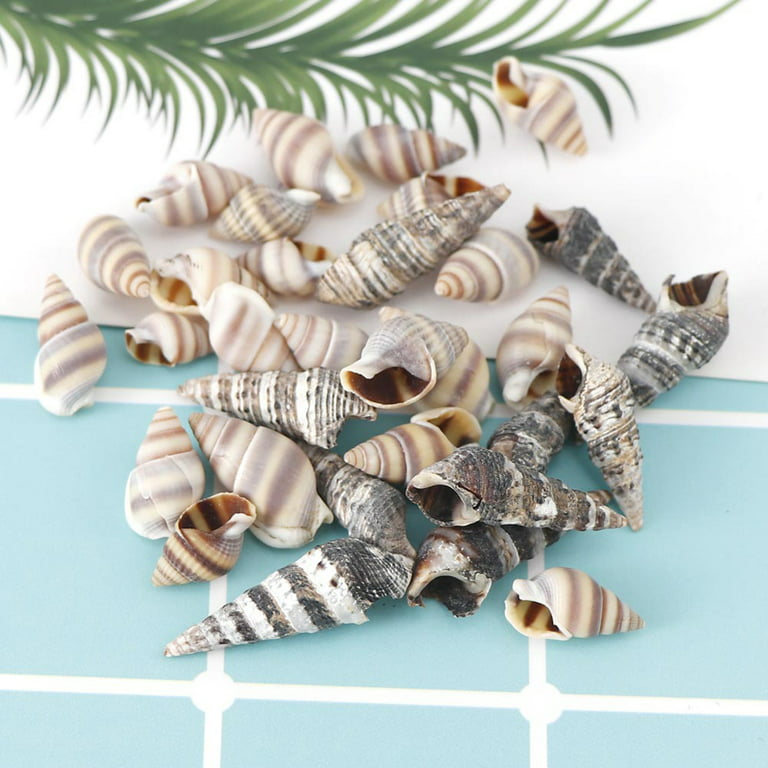 Natural Sea Shells, Natural Seashells, Natural Shells, Craft