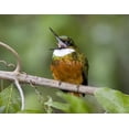 thumbnail image 2 of Williams, Joanne 32x26 Black Ornate Wood Framed with Double Matting Museum Art Print Titled - Ecuador Rufous-tailed jacamar on branch, 2 of 4