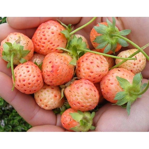 Flamingo Strawberry Plant - 4" Pot - June-bearing