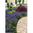 thumbnail image 6 of Ajuga Reptans Bronze Beauty  10 Live Plants  Carpet Bugle  Cold Hardy Shade Tolerant Low Maintenance Groundcover, 6 of 9