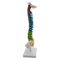 thumbnail image 2 of Spine Model, 45cm Life Size Model with Vertebrae, Nerves, Arteries, Column, and Pelvis, Includes Stand, for Student Biology Class , with Pelvis Standing, 2 of 8