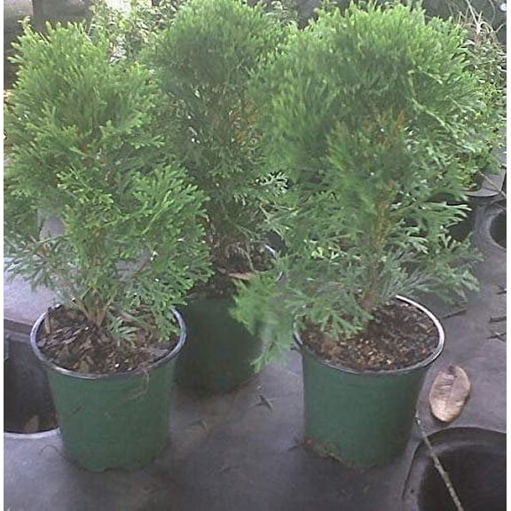 Thuja Evergreen Shrub, Emerald Green Arborvitae, Lot of 30, 4 Inch Pot