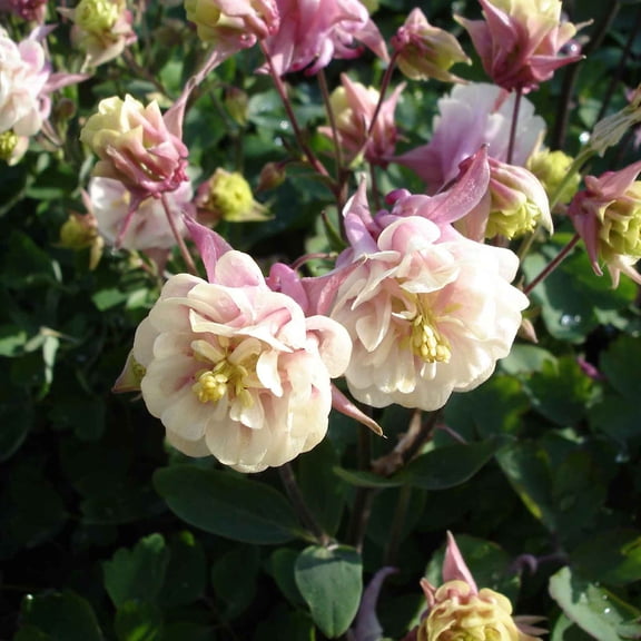 Eden Brothers Columbine Seeds - Winky Double Rose White