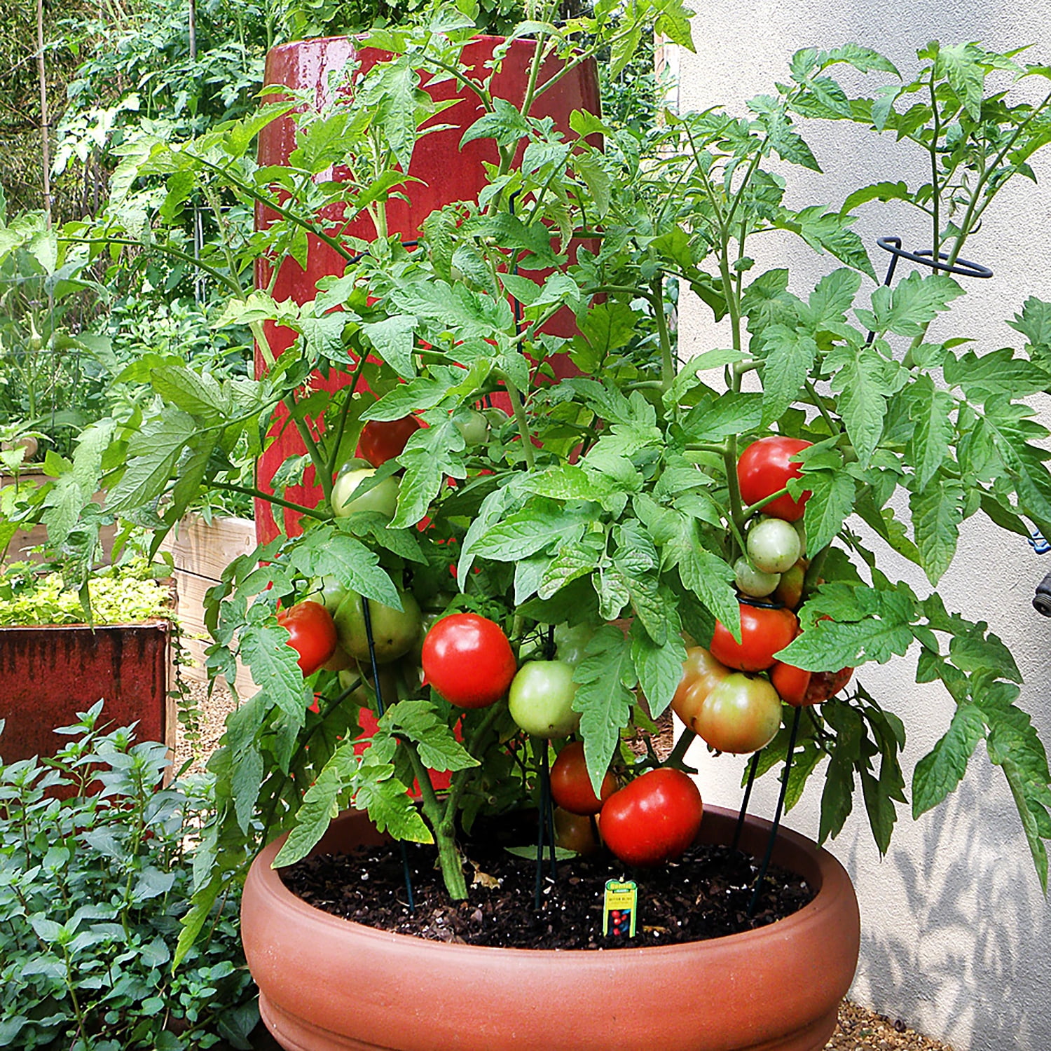 Bonnie Plants 3-5 ft Bush Tomato Live Plant, Stocky/Strong