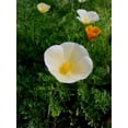 thumbnail image 6 of Isla's Garden Seeds White Linen California Poppy Flower Seeds, 1500 Count, 6 of 7