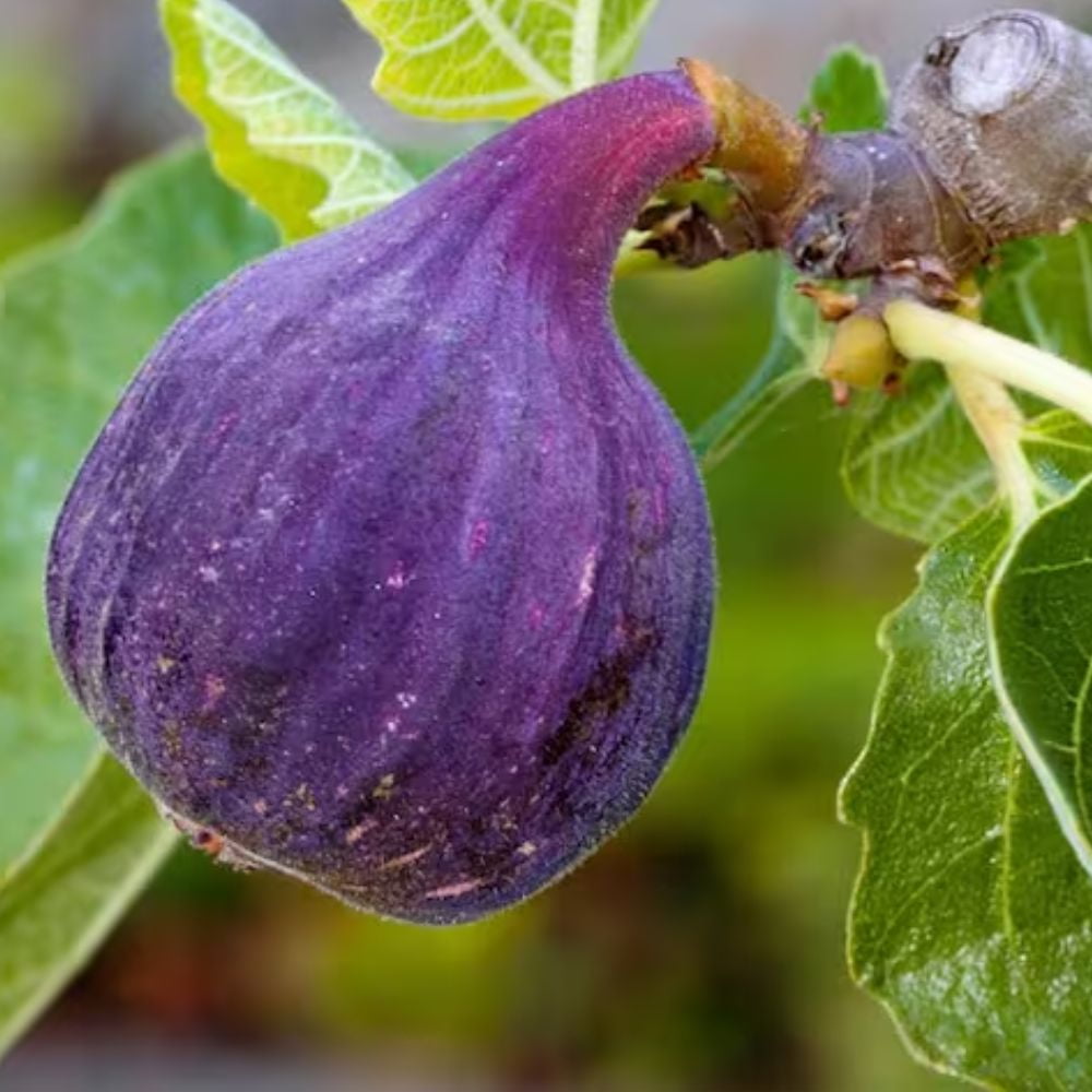 Expert Gardener 3-4 ft. tall LSU Purple Fig Live Tree in 7-Gallon Grower Pot