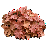 Proven Winners Outdoor Live Plant Heuchera Coral Bells Primo Peachberry Ice Orange 2.5QT, Shade