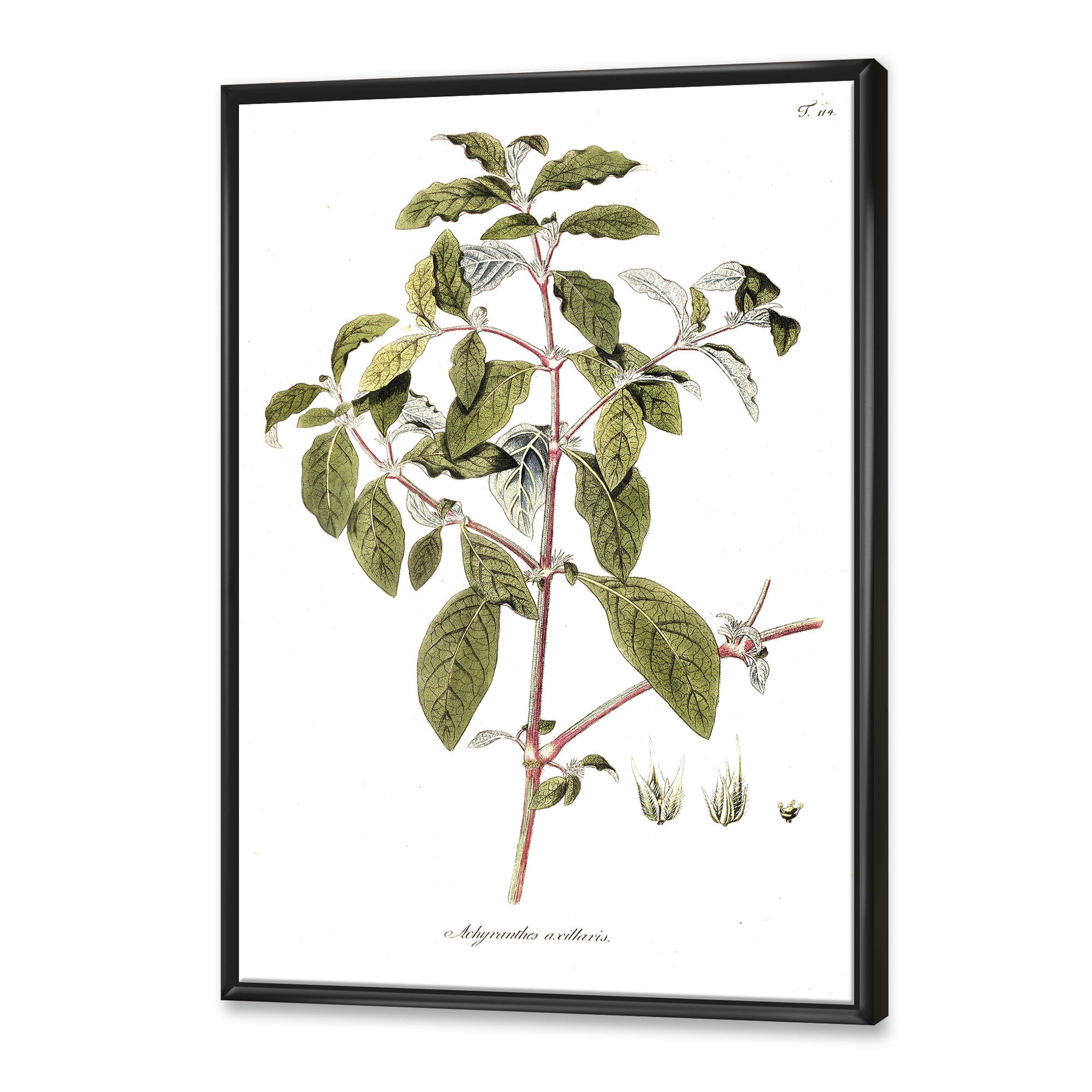 Designart 'Ancient American Flora IV' Traditional Framed Canvas Wall Art Print