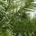 thumbnail image 4 of Northlight 9' x 14" Unlit Cashmere Mixed Pine Artificial Christmas Garland, 4 of 4
