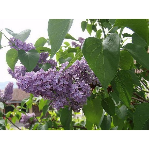 Seed Kingdom 700 Lilac Syringa Vulgaris Flower Seeds