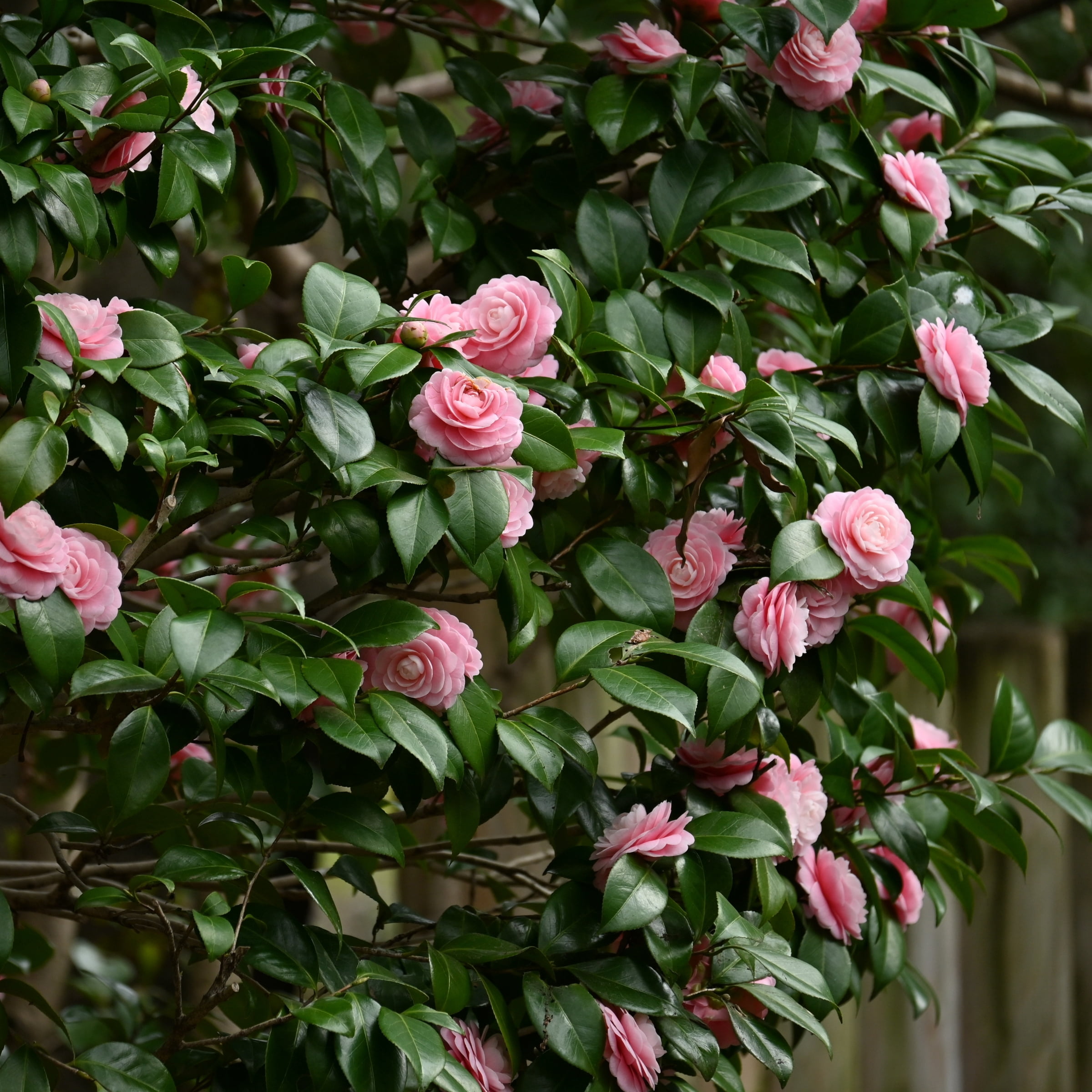 National Plant Network 1 gal High Fragrance Camellia Japonica Live Shrub with Partial Sunlight