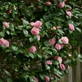 thumbnail image 6 of National Plant Network 1 gal High Fragrance Camellia Japonica Live Shrub with Partial Sunlight, 6 of 6