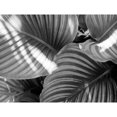 thumbnail image 3 of Goldstein, Ed 24x19 Black Modern Framed Museum Art Print Titled - Leaf Abstract V, 3 of 5
