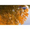 thumbnail image 1 of Poster Réflexions d'Automne Imprimé par Carson Ganci&44; 34 x 22 - Grand, 1 of 1