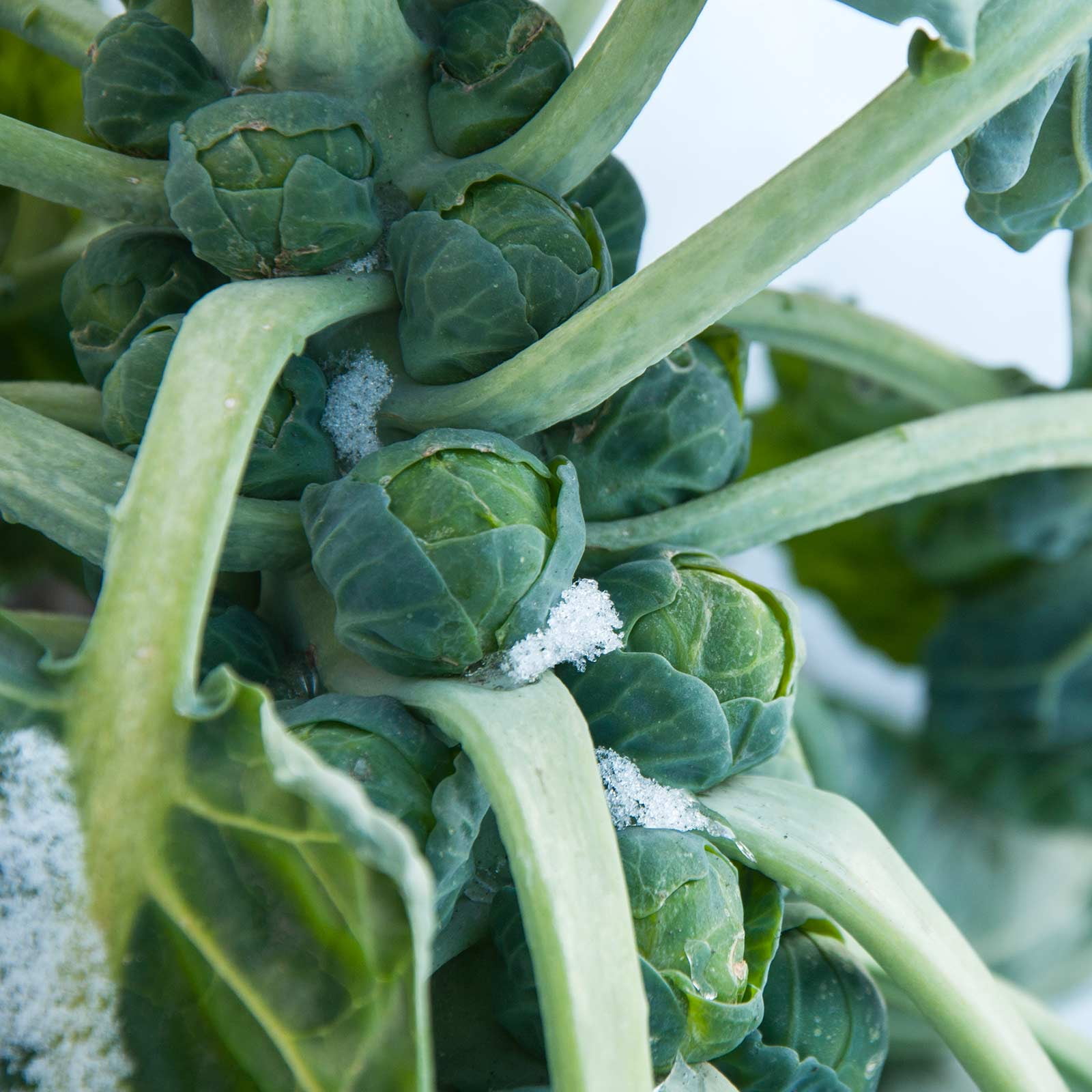 brussel sprout seeds brussel sprout seeds