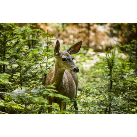 Mule deer Sequoia National Park California United States of America Poster Print by Yves Marcoux  Design