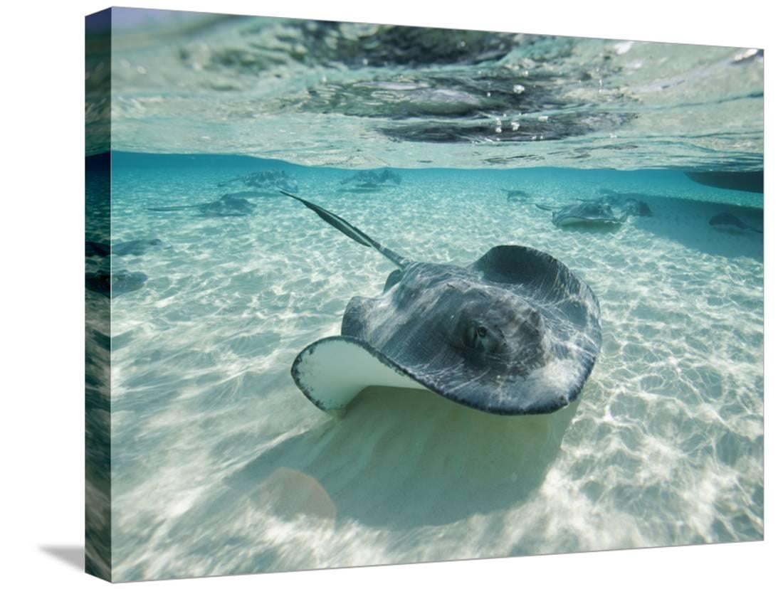 Southern Stingrays Swimming at Stingray City, Animals Gallery-Wrapped