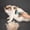 B, variant on 2-in-1, Double Sided, Deshedding, Dematting, Undercoat Rake, Long Hair, Thick Fur, Matted Coats, Dogs & Cats, Stainless Steel, Easy Grip