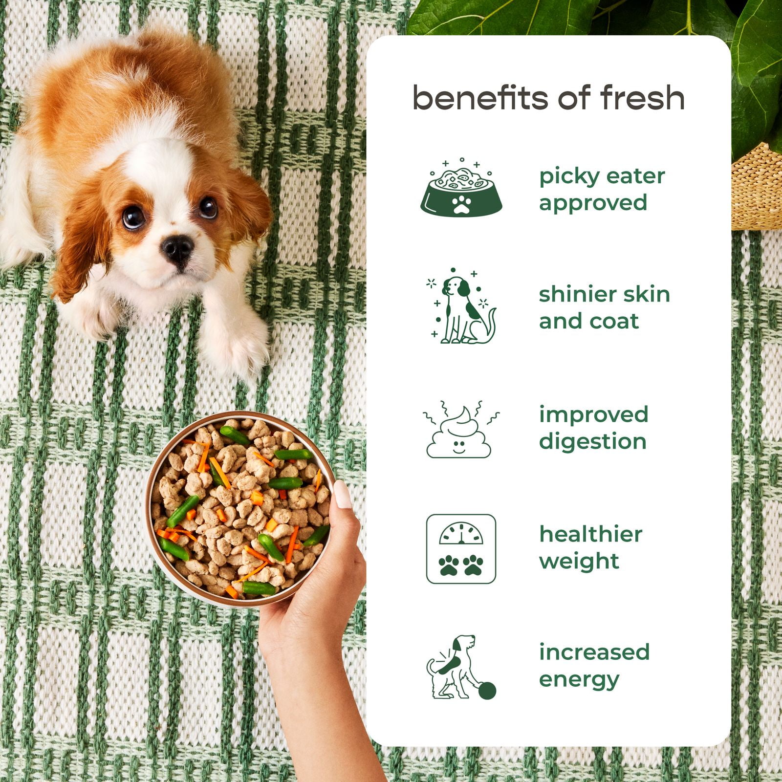 Freshpet Fresh Puppy Food, Fresh Multi-Protein Recipe, 1.75lb