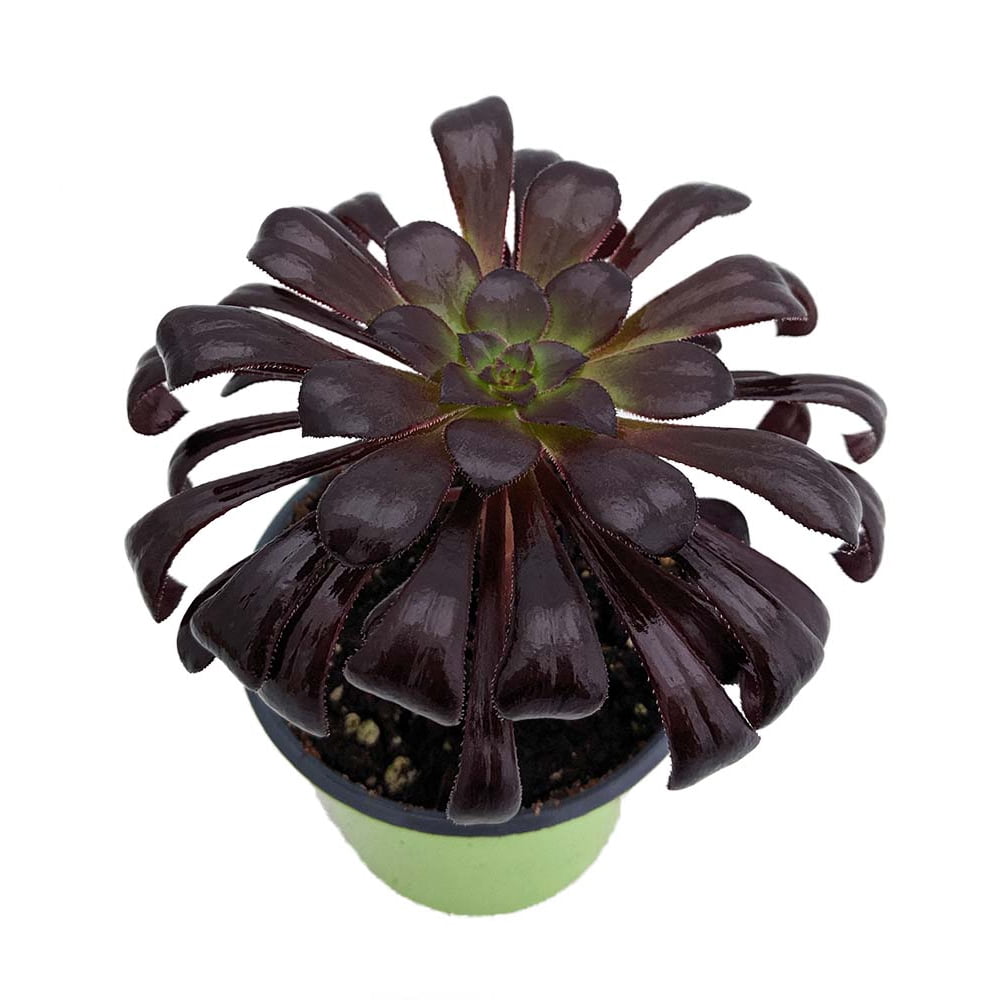 Black Rose Tree Aeonium arboreum 'Zwartkop' RARE Collector's Series