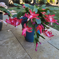 thumbnail image 2 of Purple Christmas Cactus Plant in 3” Pot, Ready to Grow, Suitable for Indoor Outdoor Landscape, 2 of 5