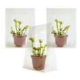 thumbnail image 4 of Altman Plants Pet Friendly Venus Fly Trap Carnivorous Plants 3-Pack; 3in Pots; Partial Sun, 4 of 9