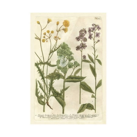 Johanns Garden - Weinmann's Garden VI Print Wall Art By Johann Weinmann