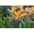 thumbnail image 4 of 10 Seeds of Orange Bird of Paradise Flower fpr Planting - Great Indoor Tropical Plant or Bonsai - Strelitzia Reginae, 4 of 5