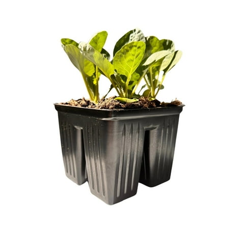 Expert Gardener 4 Pack Brussels Sprout Plants, Full Sun