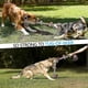 thumbnail image 3 of Perro grande XXL para masticadores agresivos, cuerda de algodón de 5 nudos casi indestructible para razas grandes, juguetes masticables resistentes para perros medianos, tou, 3 of 3
