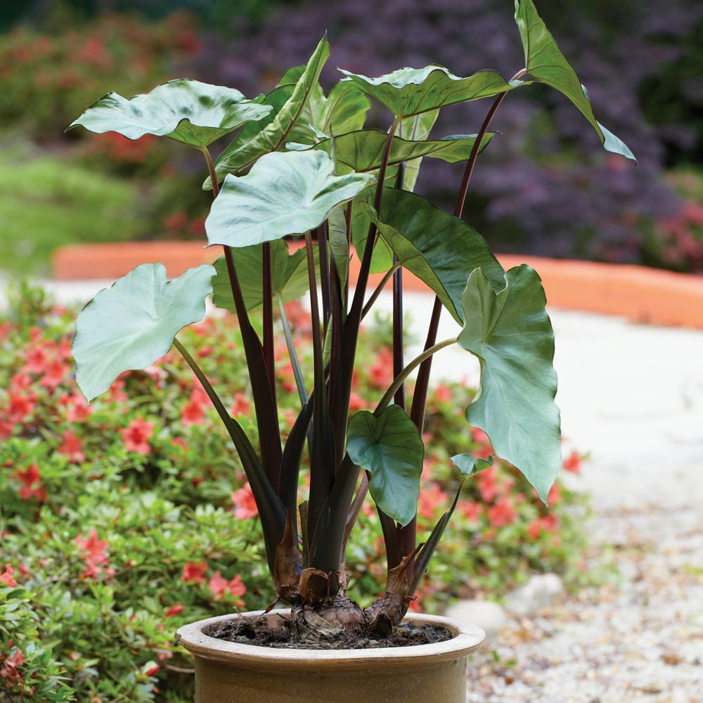 Van Zyverden Elephant Ears Black Stem Set of 1 Bulb - Walmart.com