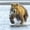 Grizzly Bear With Salmon, variant on Elephant Stock Yoga Polar Bear Wall Art - Horizontal Canvas Wall Art - Living Room Wall Decor - Animal Canvas - White And Beige Decor - 12" x 8"