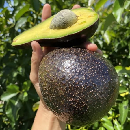 Live Hass Avocado Plant, 6-10” Tall, Fast Growing Avocado Tree Live for Home Garden or Container, Cold Hardy