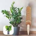 thumbnail image 5 of Plants Support Moss Pole, Climbing Plants Stick, Extension Moss Stick for Indoor Plants, Perfect Support for Growing Vines, and Gardening DIY Projects, 5 of 8