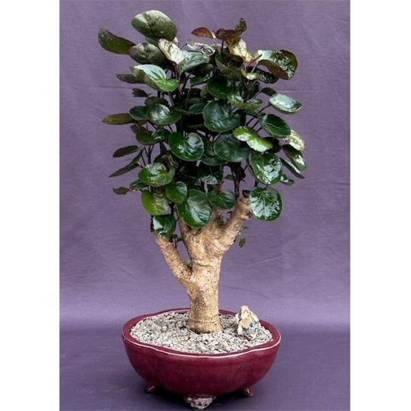 Bonsai Boy of   York b2065 Fabian Aralia Bonsai Tree - Polyscias Scutellaria Fabian