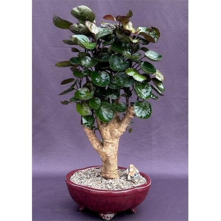 Bonsai Boy of York b2065 Fabian Aralia Bonsai Tree - Polyscias Scutellaria Fabian