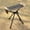 desert camouflage, variant on Folding Camping Stool Portable Folding Stool Collapsible Camp Stool Outdoor desert