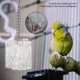 thumbnail image 4 of Comedero para loros comedero para pájaros y loros juguete colgante para forraje jaula de crecimiento de inteligencia para mascotas acrílica caja de alimentación para loros ANGGREK Otros, 4 of 8