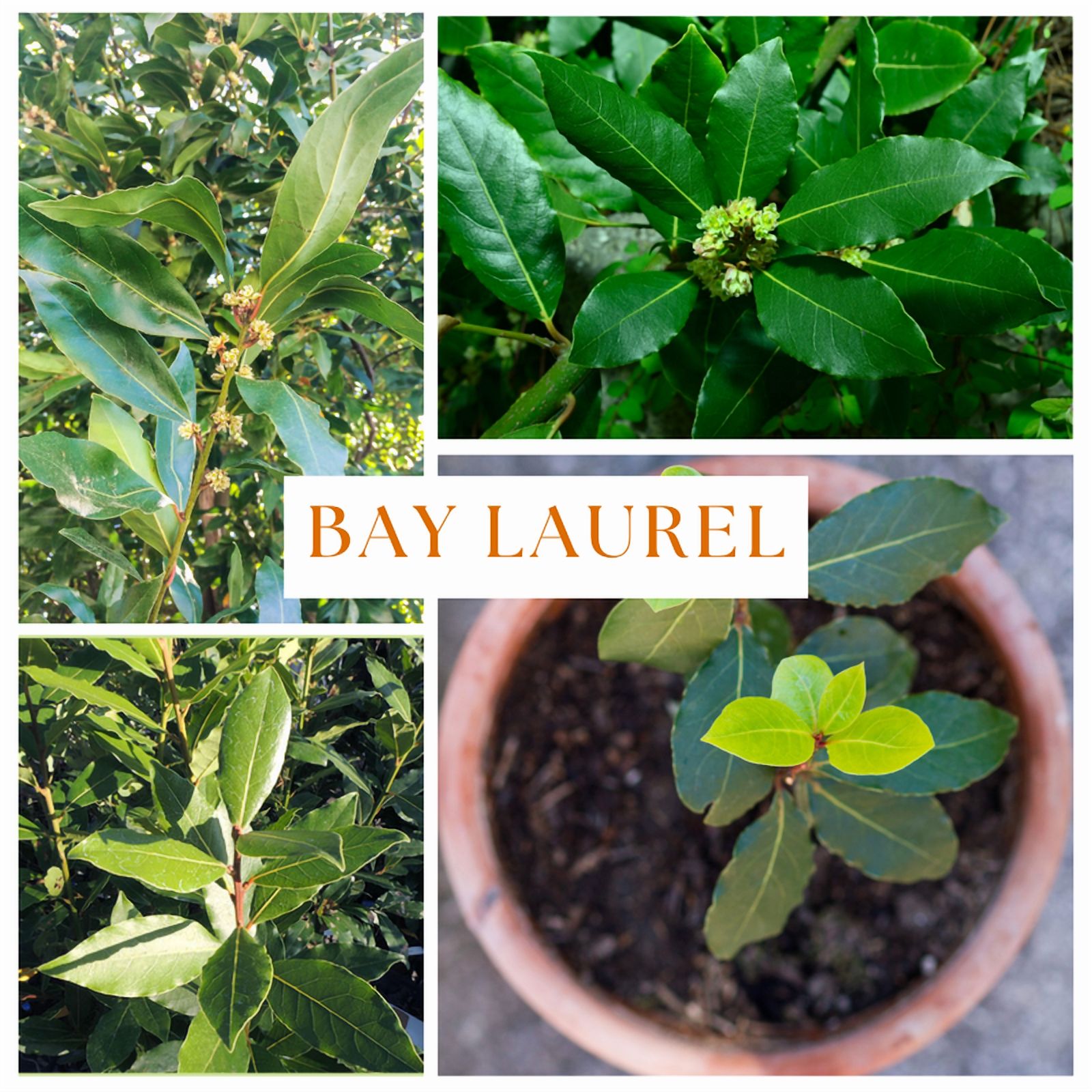 Bay Leaf Live Plant, 8 to 10 Inches in Tall, Laurel Nobilis for Indoor Outdoor Planting