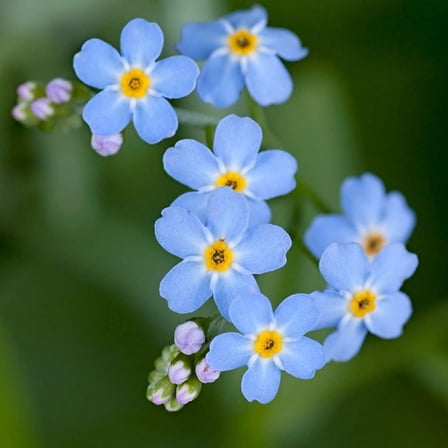 Myosotis Flower Garden Seeds - Compindi Forget Me Not - 1000 Seeds - Perennial Flower Gardening Seed - Myosotis sylvatica - Forget Me Not