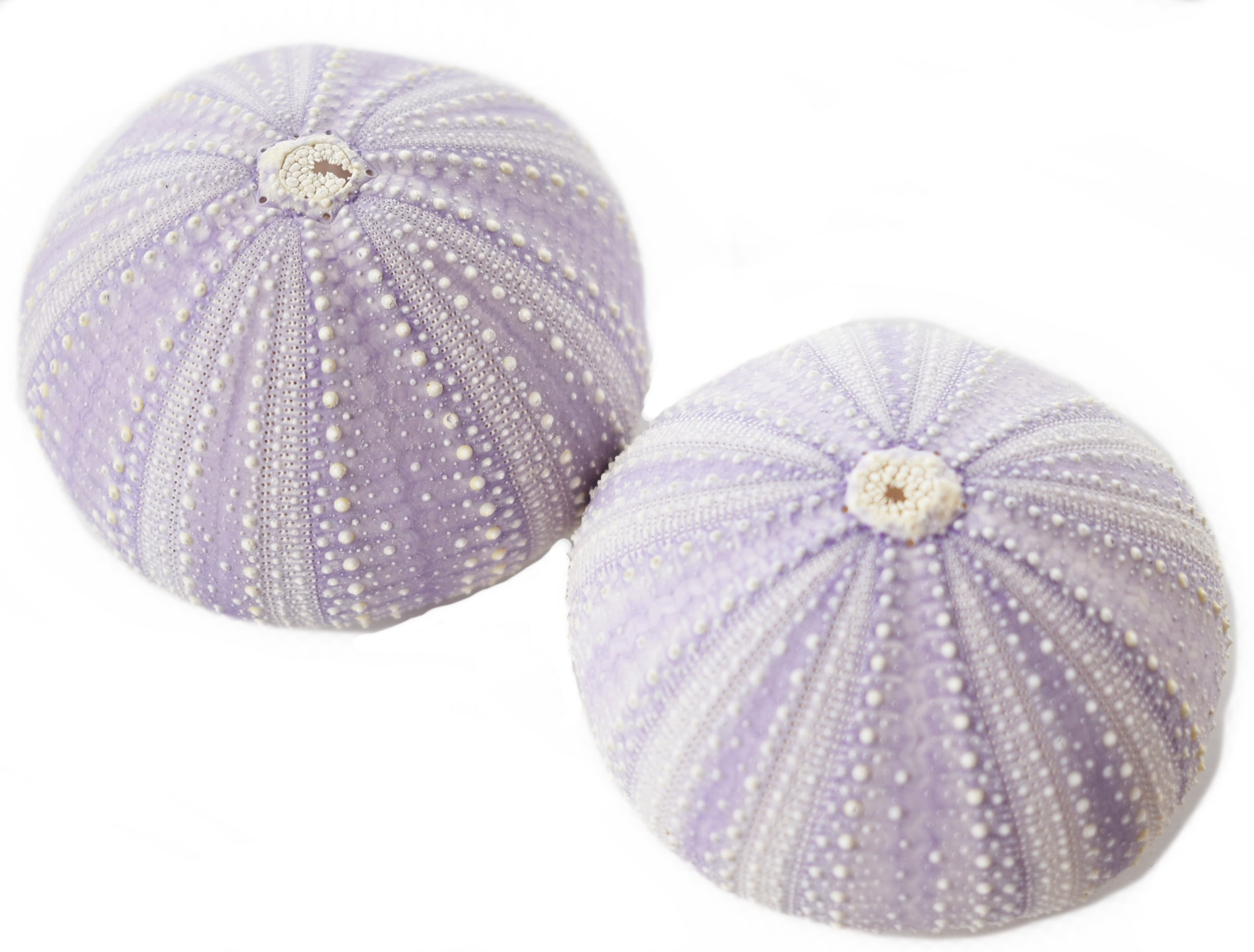 Set Of 2 Beautiful Natural Purple Sea Urchin 2 Coastal Beach Crafts Decor Art Beach Wedding Walmart Com Walmart Com Set Of 2 Beautiful Natural Purple Sea Urchin 2 Coastal Beach Crafts Decor Art Beach Wedding Walmart Com Walmart Com