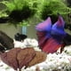 thumbnail image 3 of Terminalia Catappa Leaves Betta Shrimp Leaves PH Balance Water Conditioner For Aquarium Turtles Shrimps Catfish Habitat, 3 of 5